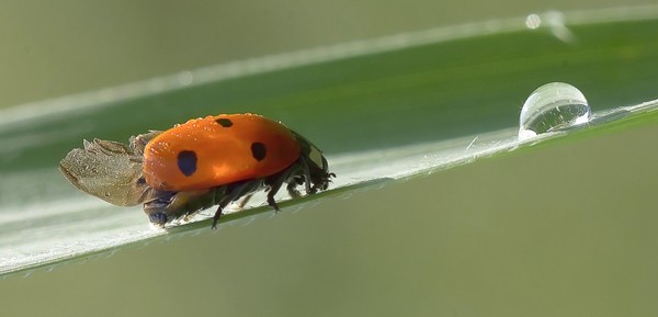 COCCINELLE