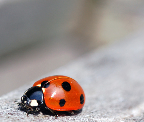 COCCINELLE