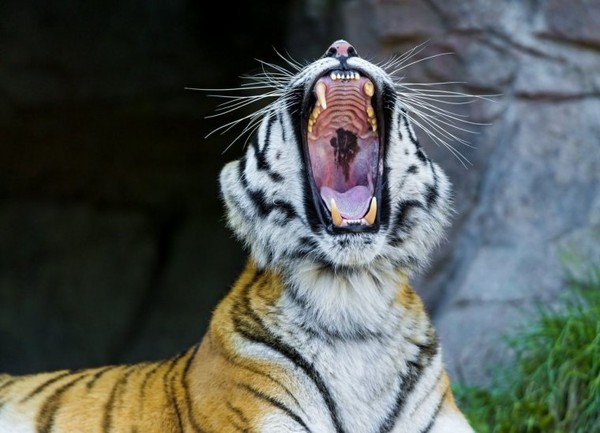 TIGRE