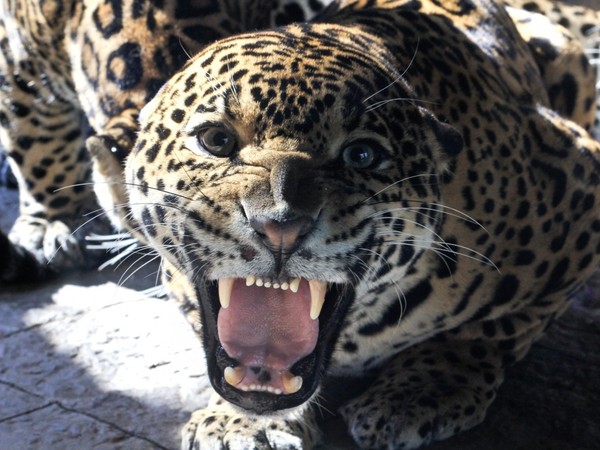 JAGUAR