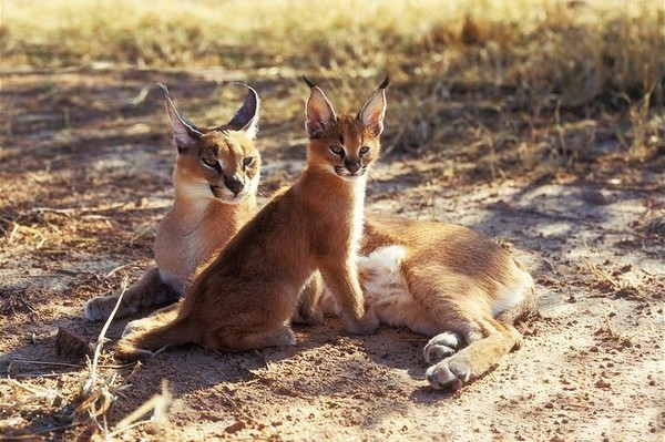 CARACALS