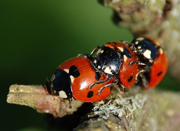 COCCINELLES