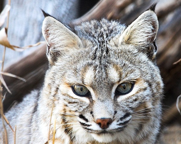 LYNX