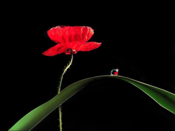 COQUELICOT