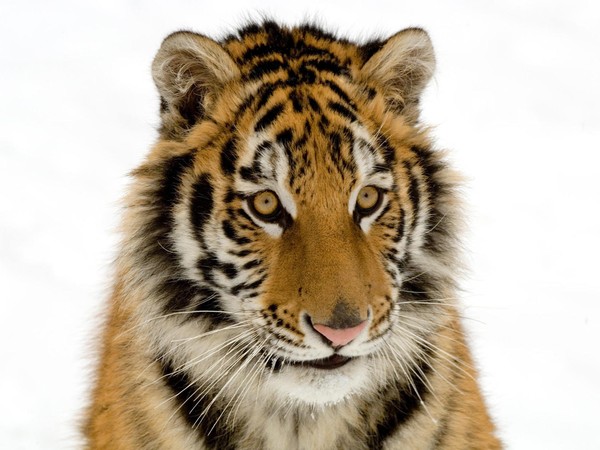 TIGRE