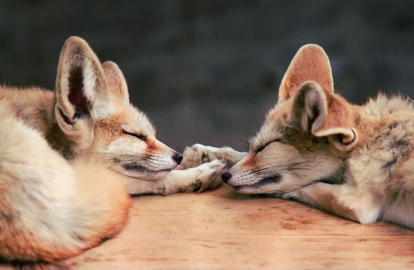 FENNECS