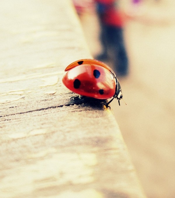 COCCINELLE