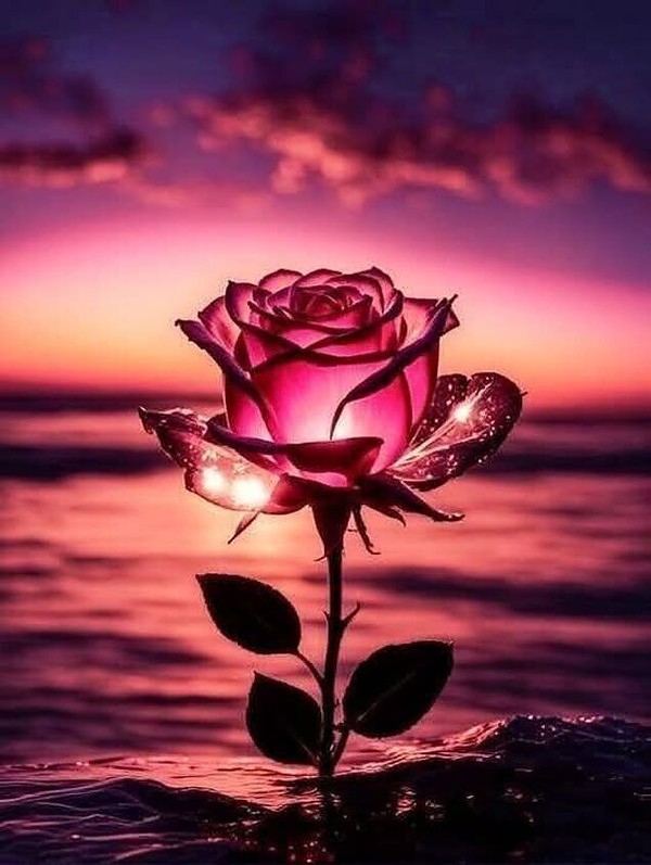 ROSES 4