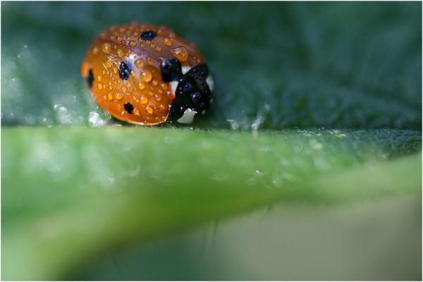 COCCINELLE