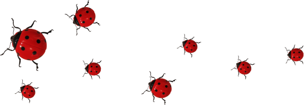 COCCINELLE 2