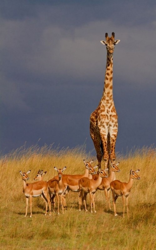 GIRAFE