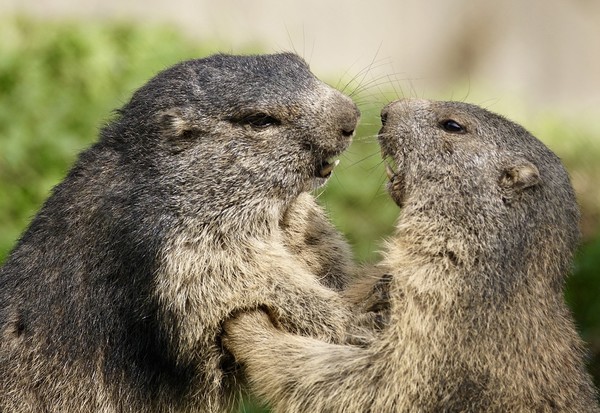 MARMOTTES