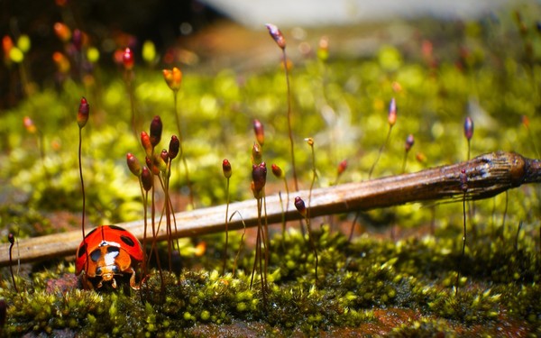 COCCINELLE