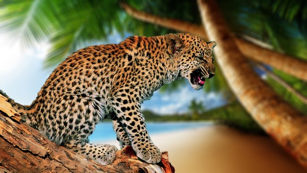 LEOPARD