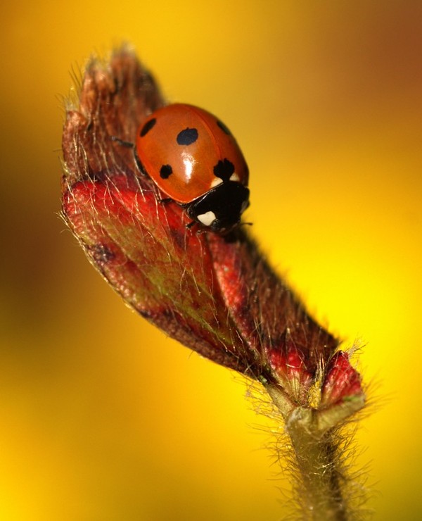 COCCINELLE