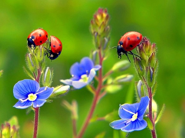 COCCINELLES