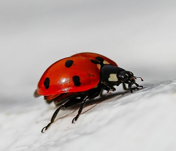 COCCINELLE 3