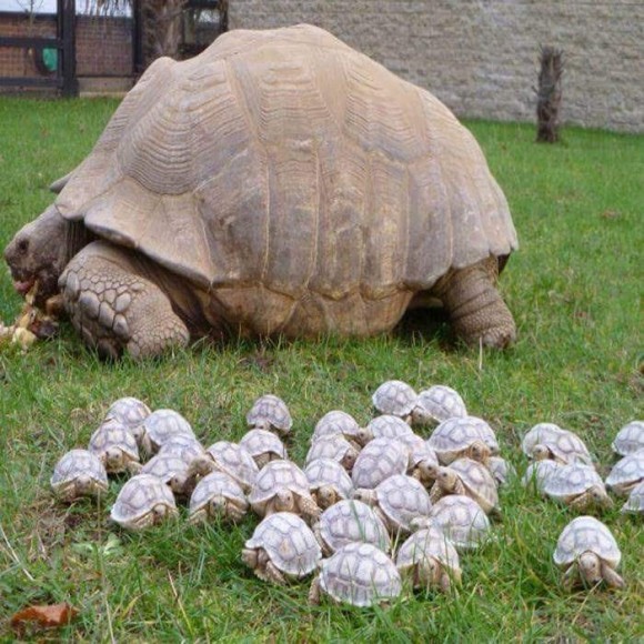 TORTUES