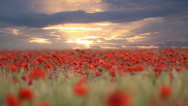 COQUELICOTS