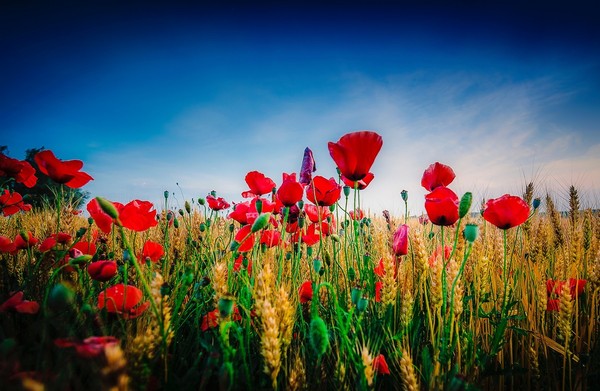 COQUELICOTS