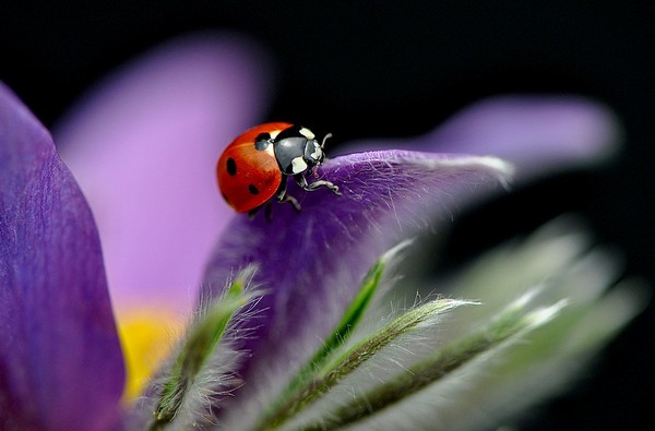 COCCINELLE