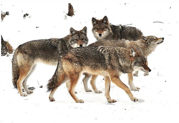 LOUPS