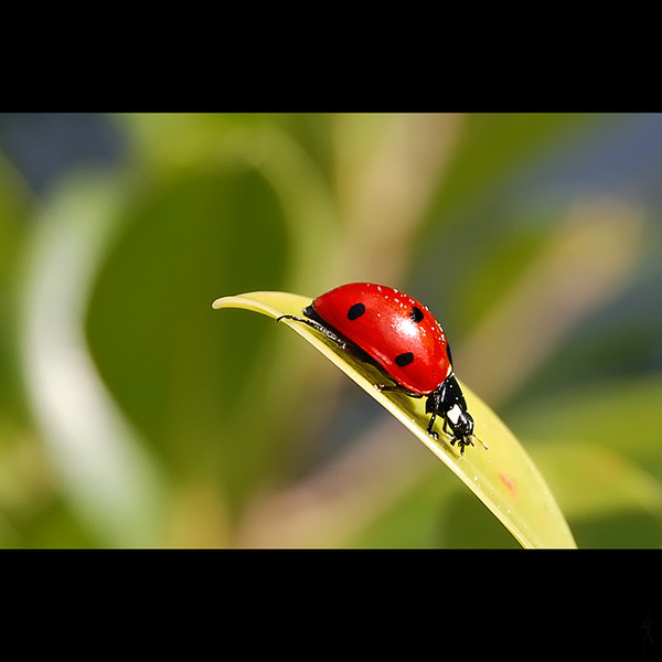 COCCINELLE