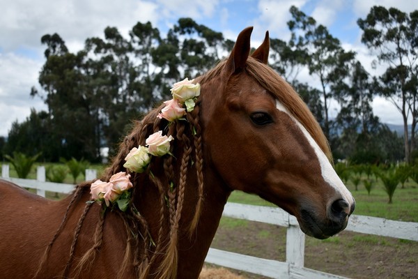 CHEVAUX 2