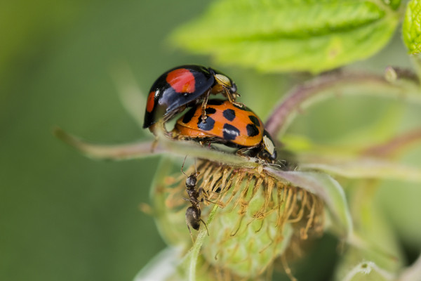 COCCINELLES