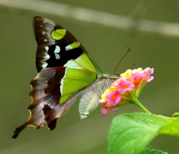 PAPILLON