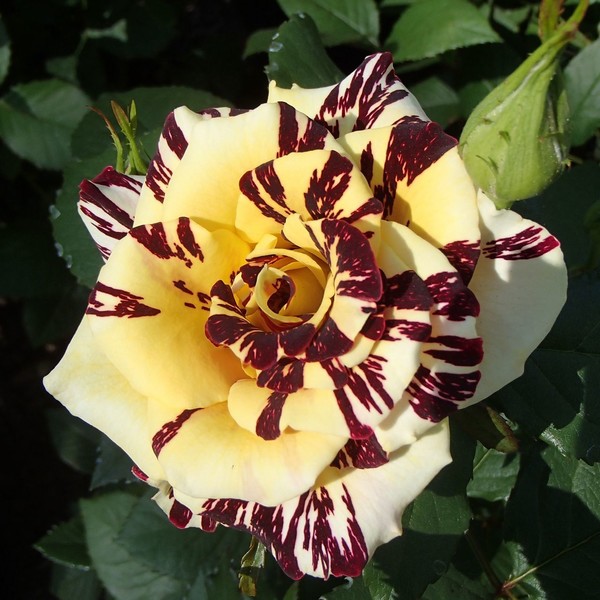 ROSES 4