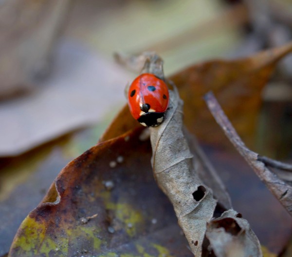 COCCINELLE