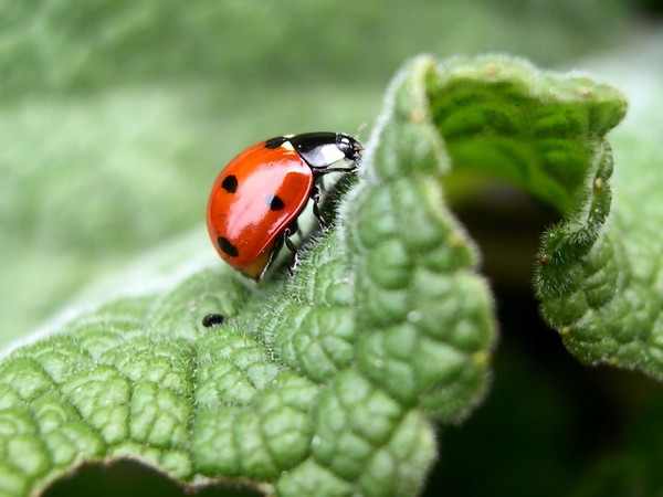 COCCINELLE