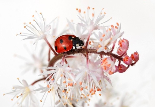 COCCINELLE