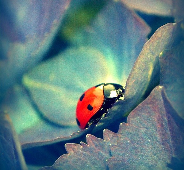 COCCINELLE