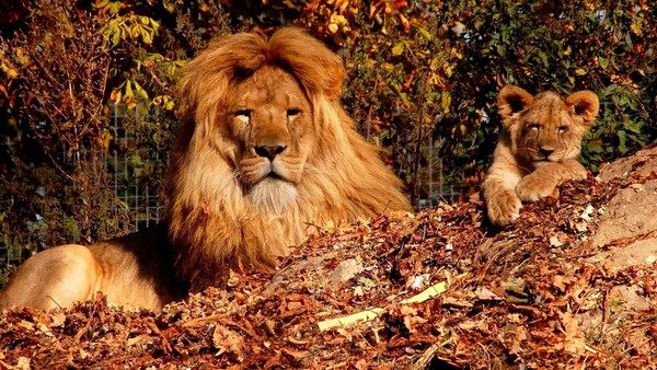 LION ET LIONCEAU