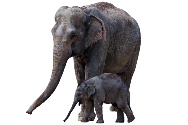 ELEPHANTS