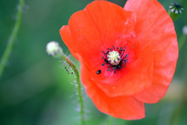 COQUELICOT