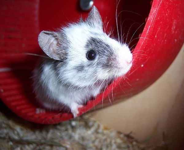 RAT SOURIS HAMSTER... 2