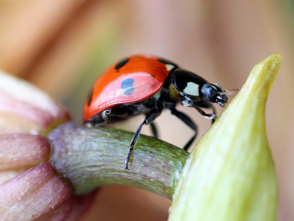 COCCINELLE 2