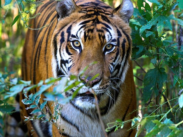 TIGRE