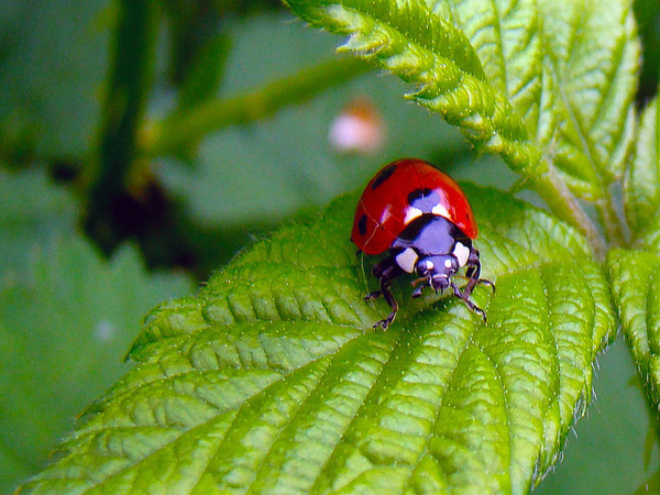 COCCINELLE