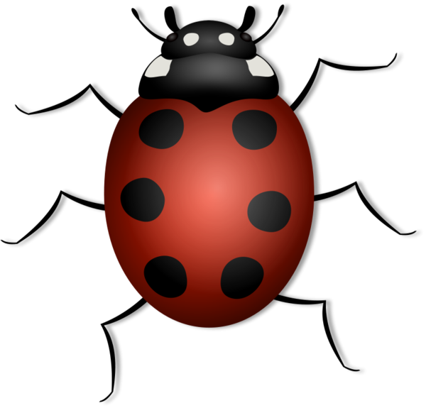 COCCINELLE