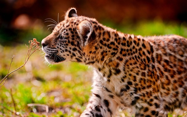 LEOPARD