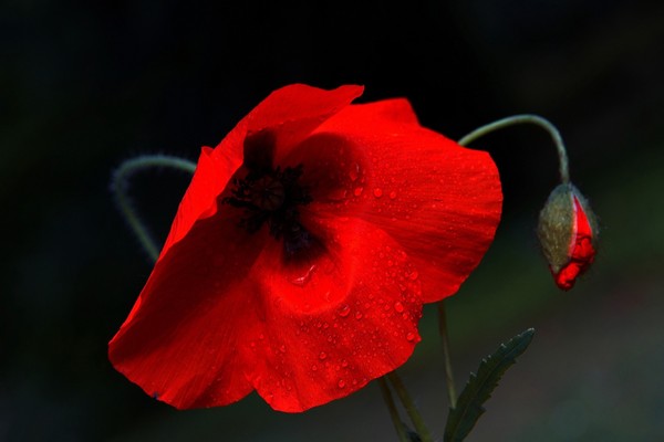 COQUELICOTS