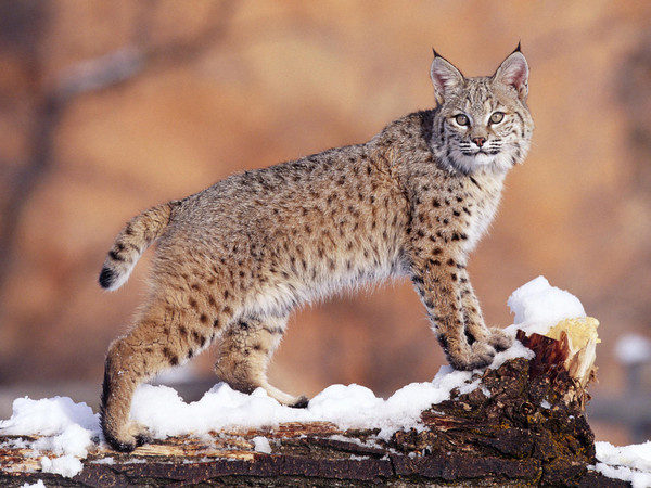 LYNX