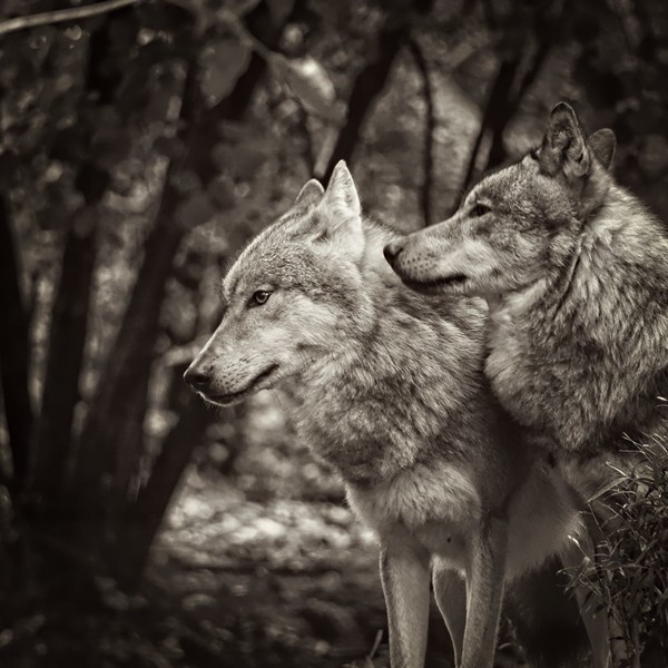 LOUPS