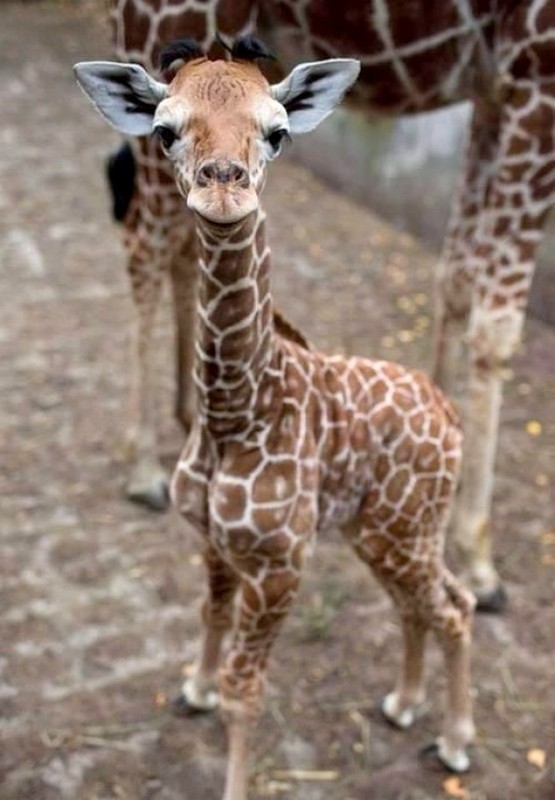 GIRAFE