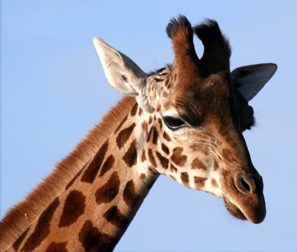 GIRAFE