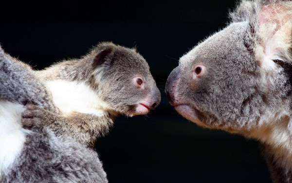 KOALAS